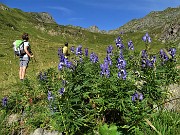 27 Aconito napello (Aconitum napellus) con vista in Valletto-Ponteranica